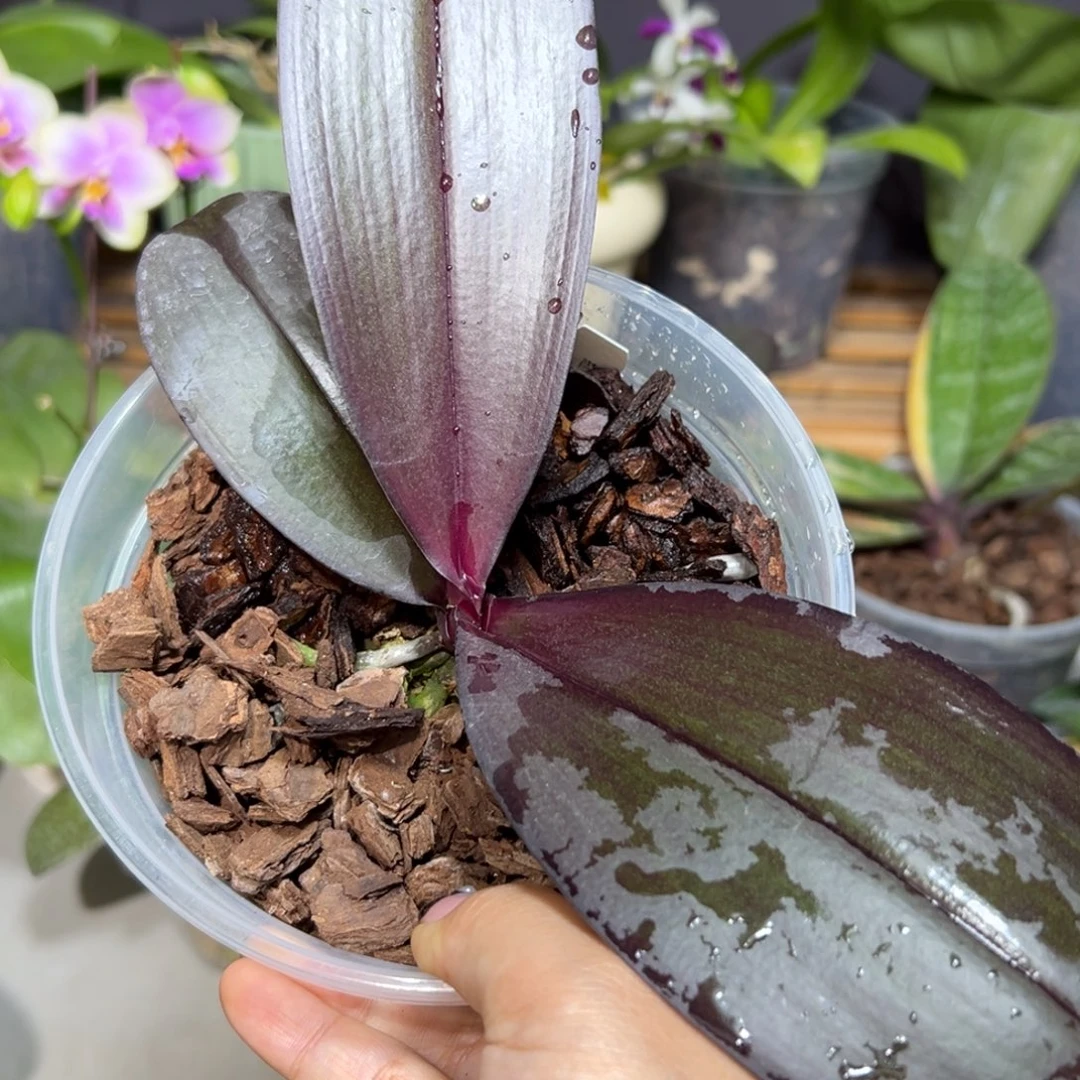 秋***鸿当前无花栽培后可以开花