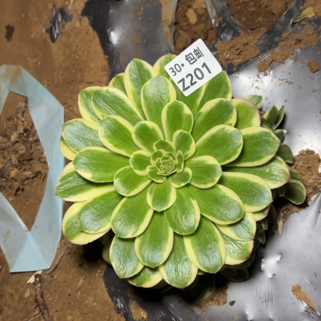 201 冷月，多肉法师