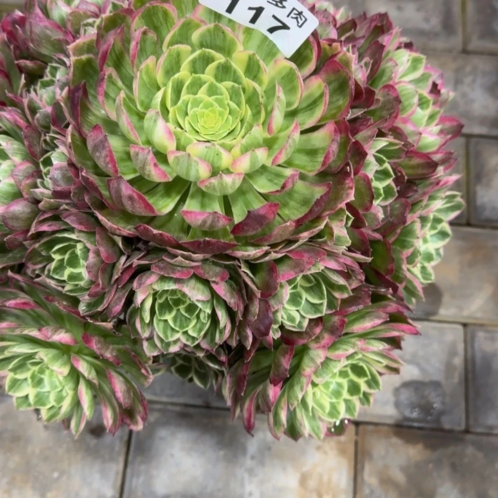 用****2水晶莲花117肉肉