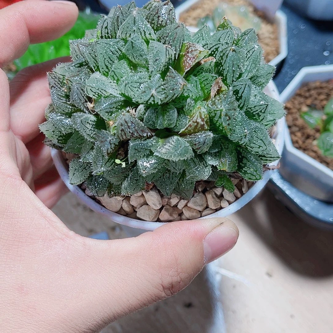 魔刺寿群生新手好养