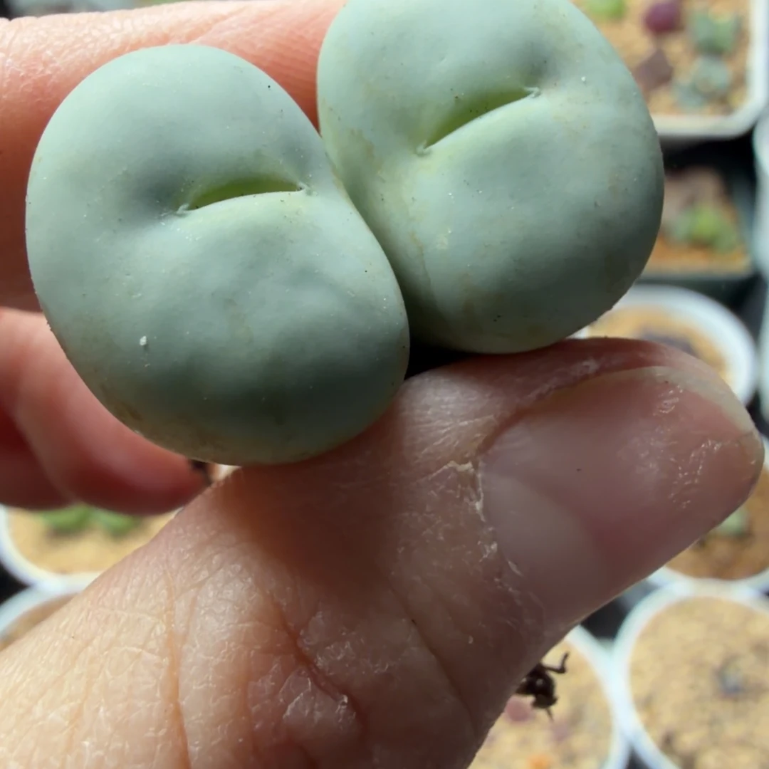 精品大型嘴双头福利