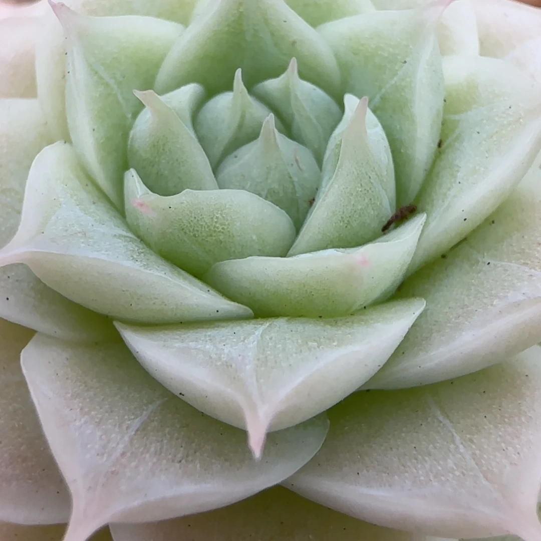 花语逸镜0207-472