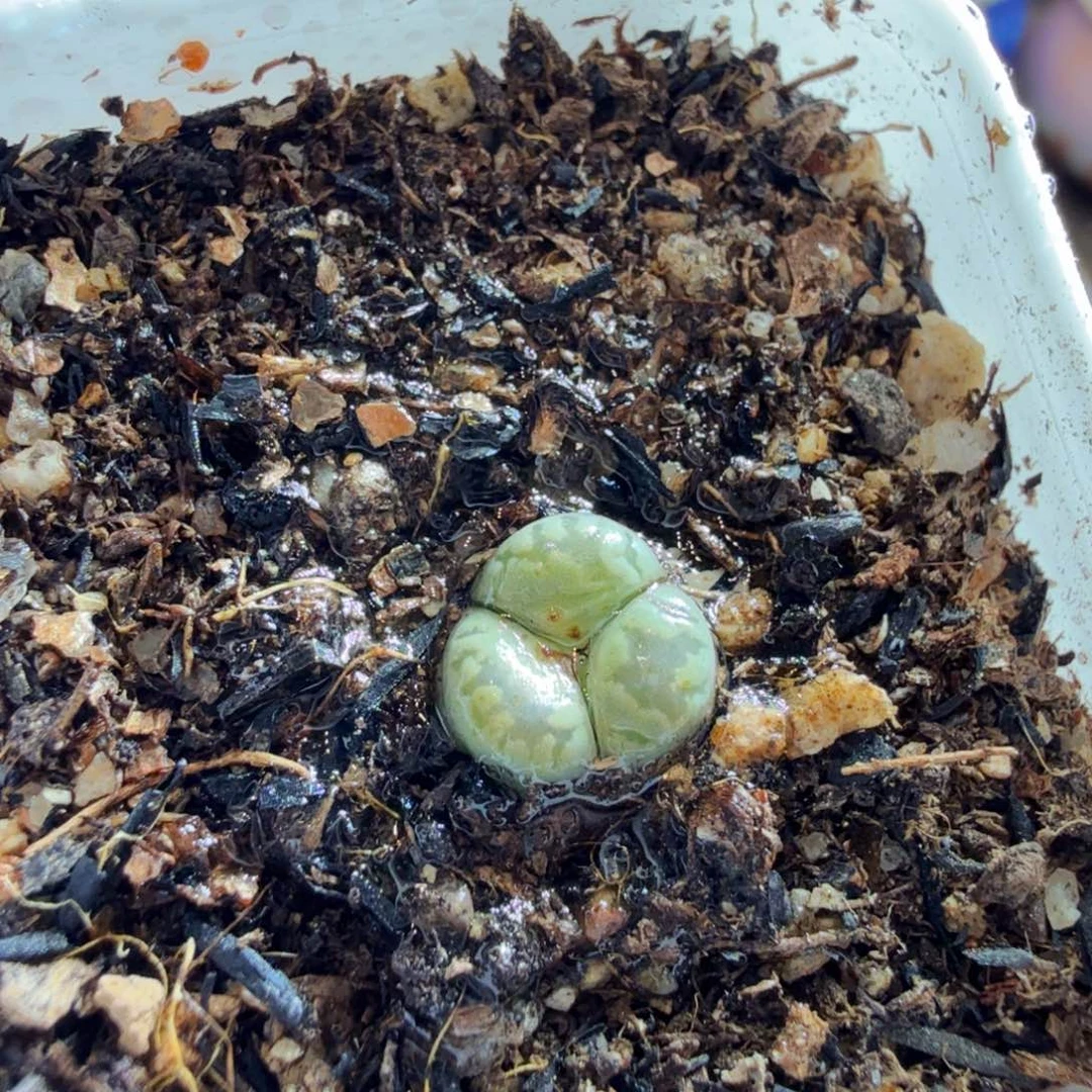 多肉植物和植物等植物821