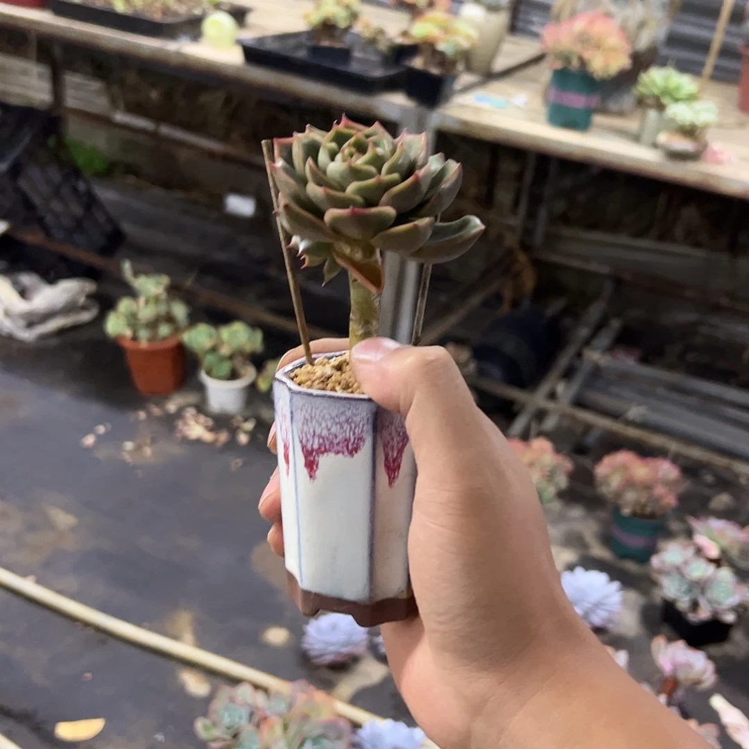 ^***^香槟3 零零多肉植物