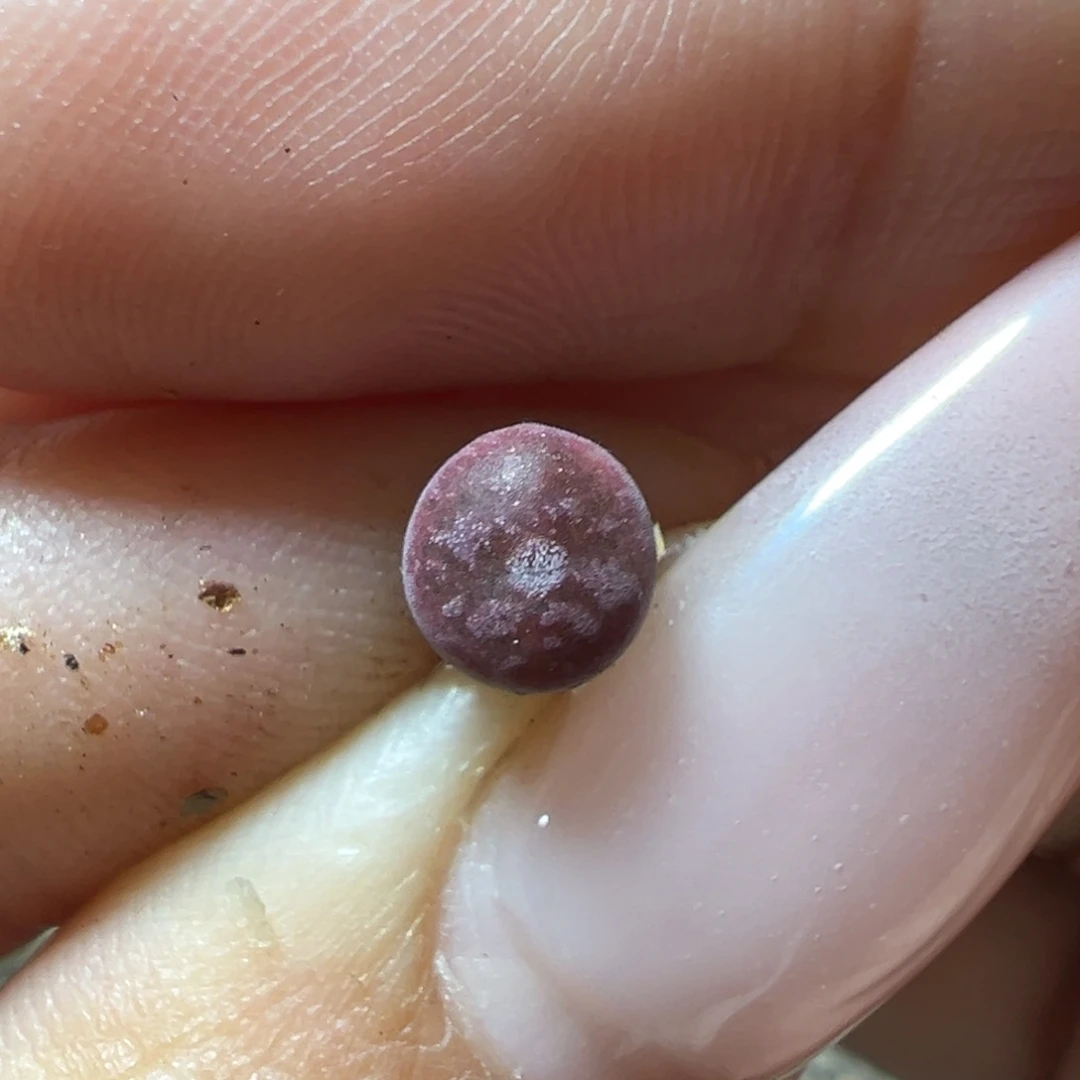 吕杂康菩提多肉植物