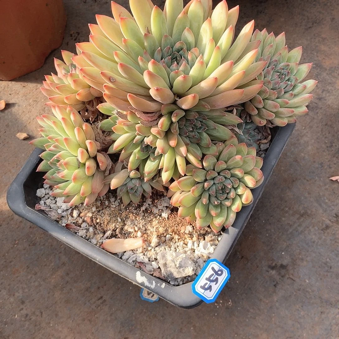 556小浣熊 一物一拍多肉