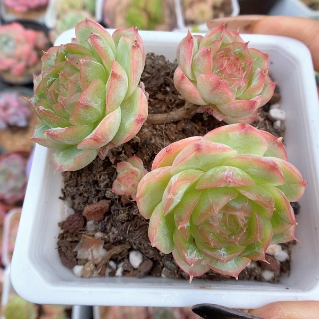 蔷薇珍妮群生998号