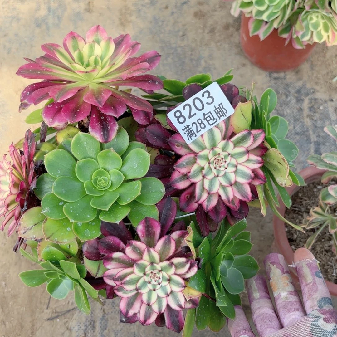 D. 8203嫁接树多肉