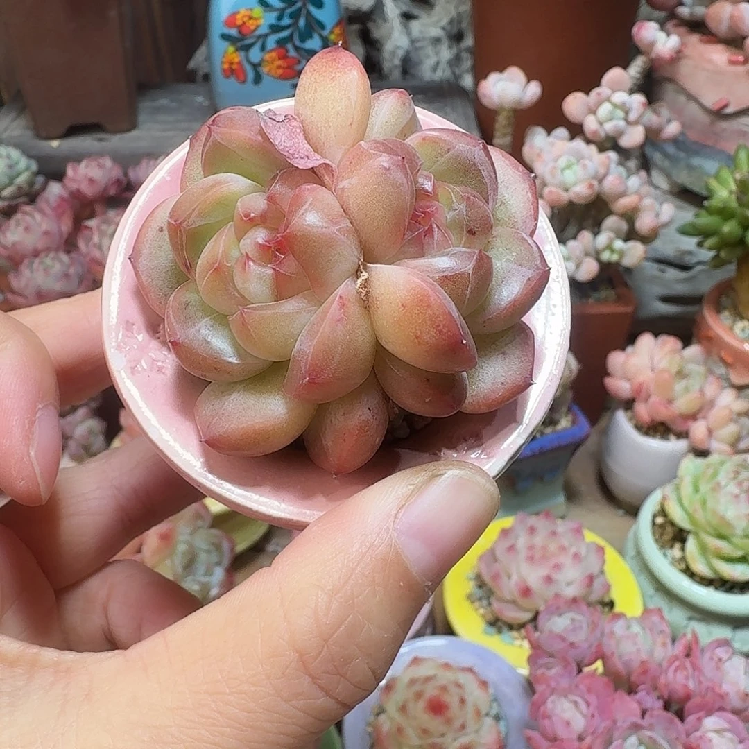 优选珍妮 多肉含盆土 一物一拍