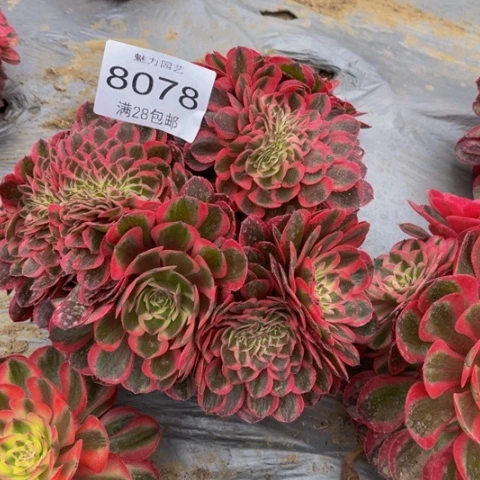 荔枝多肉多肉肉8078