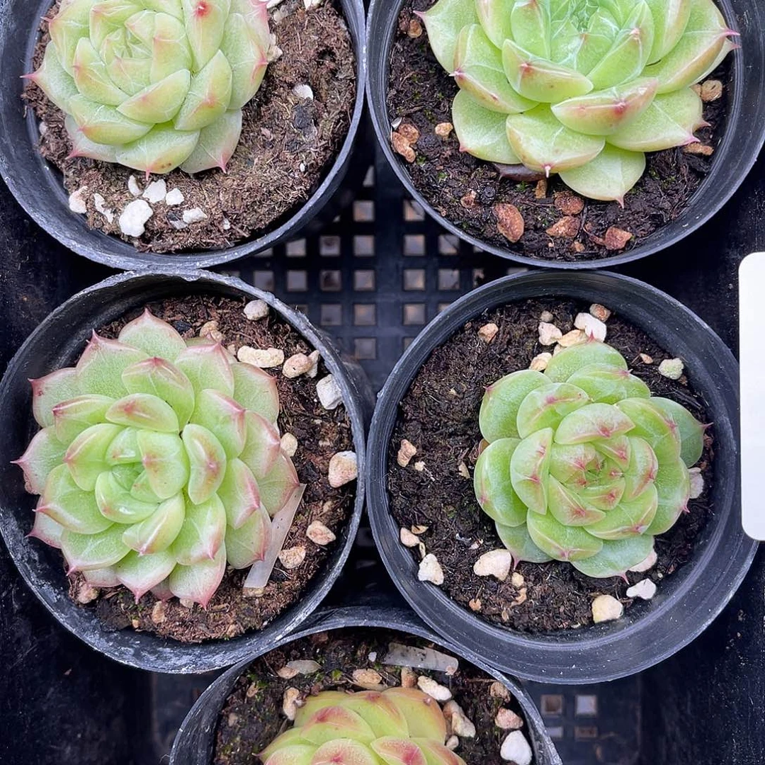 旺***长多肉一物一拍24-88