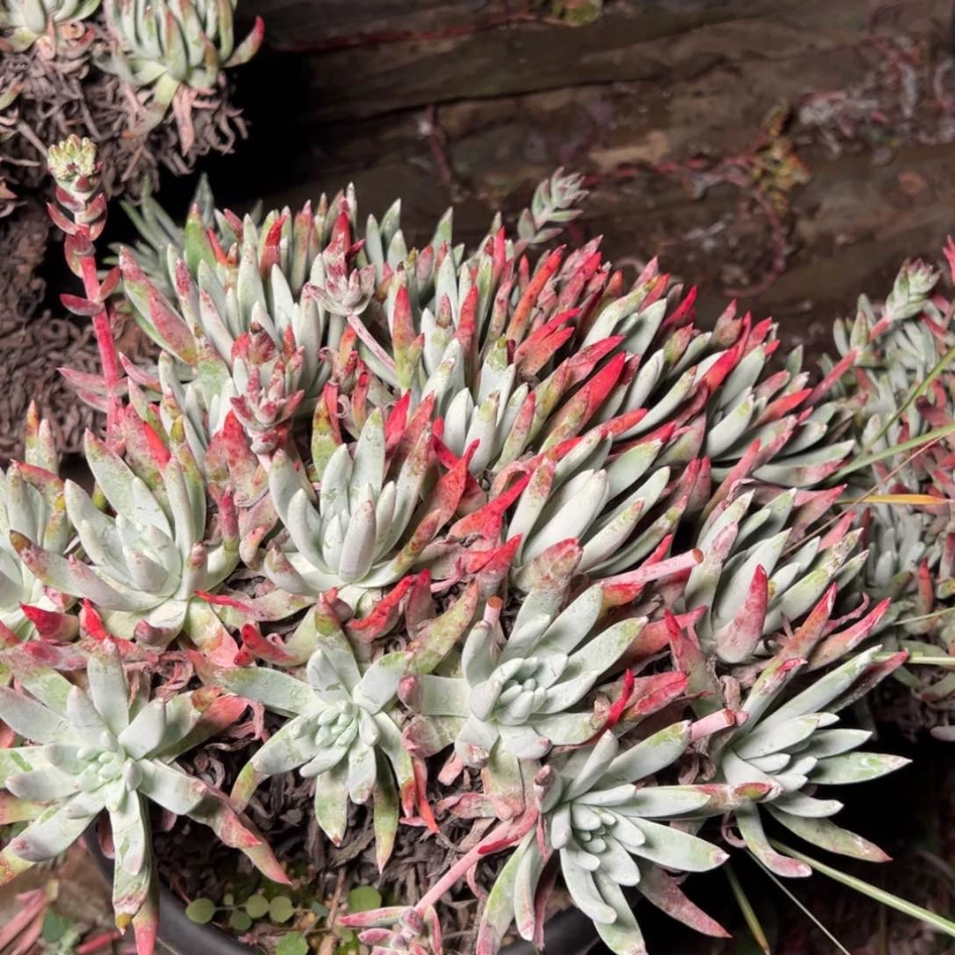 肉*怪2119哈哈哈哈哈哈哈哈哈