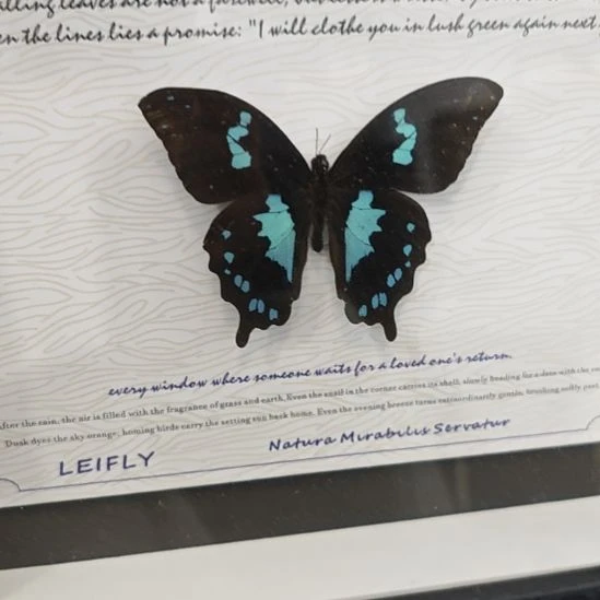 德凤蝶蝴蝶标本十寸