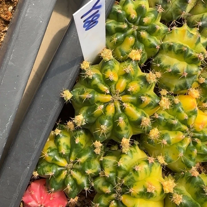 花**夏180-0117泰国发货多肉