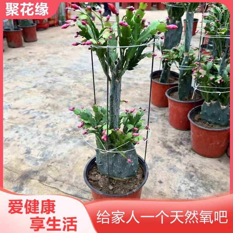 仙人掌嫁接蟹爪兰盆栽室内观赏植物花卉盆景多肉蟹爪兰花苗带花苞