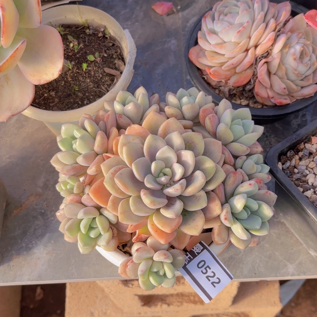 花斑鹿多肉植物0522