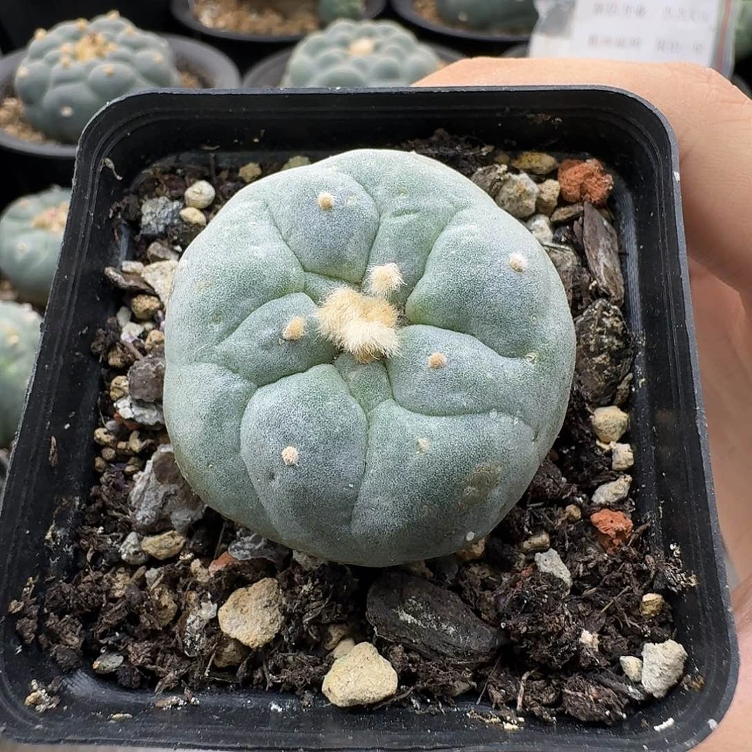 大型蓝白肌佛头侧芽670
