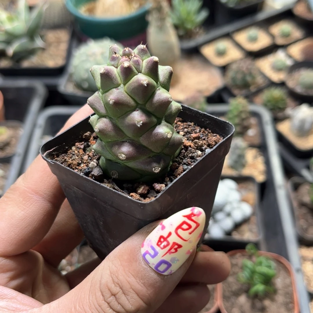 单头将军阁有根发货有根