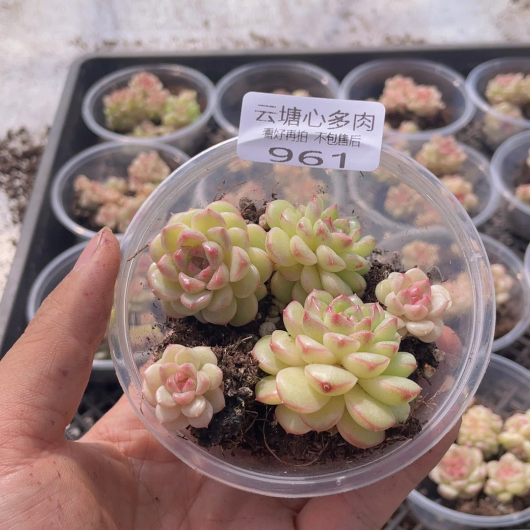 ?****资云糖心多肉植物961