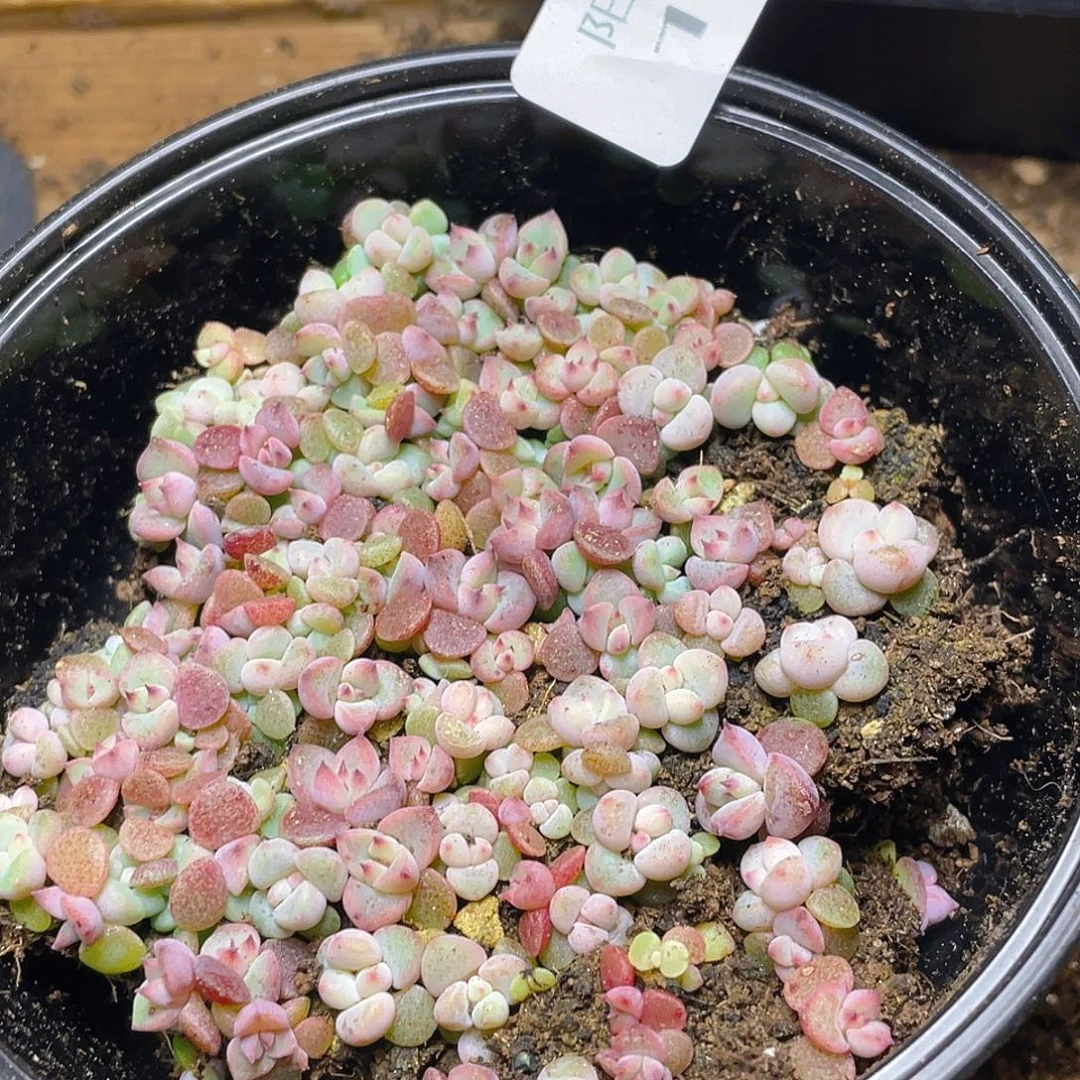 多肉植物多肉植物112