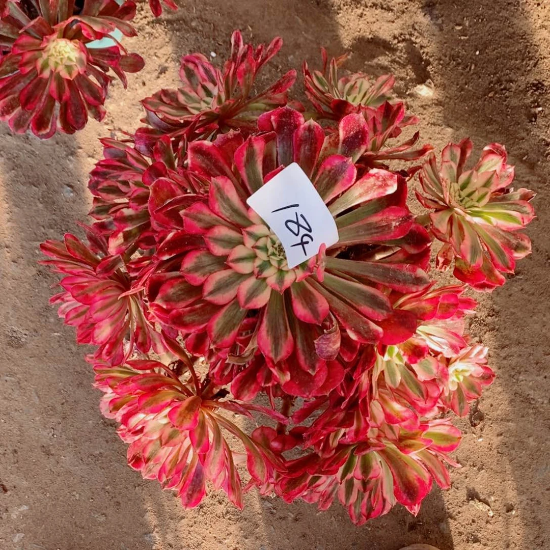 完全开放184号红彤白多肉多肉