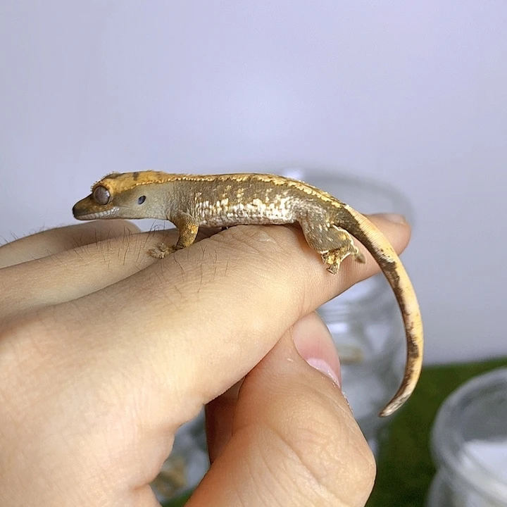 睫角守宫超白奶油