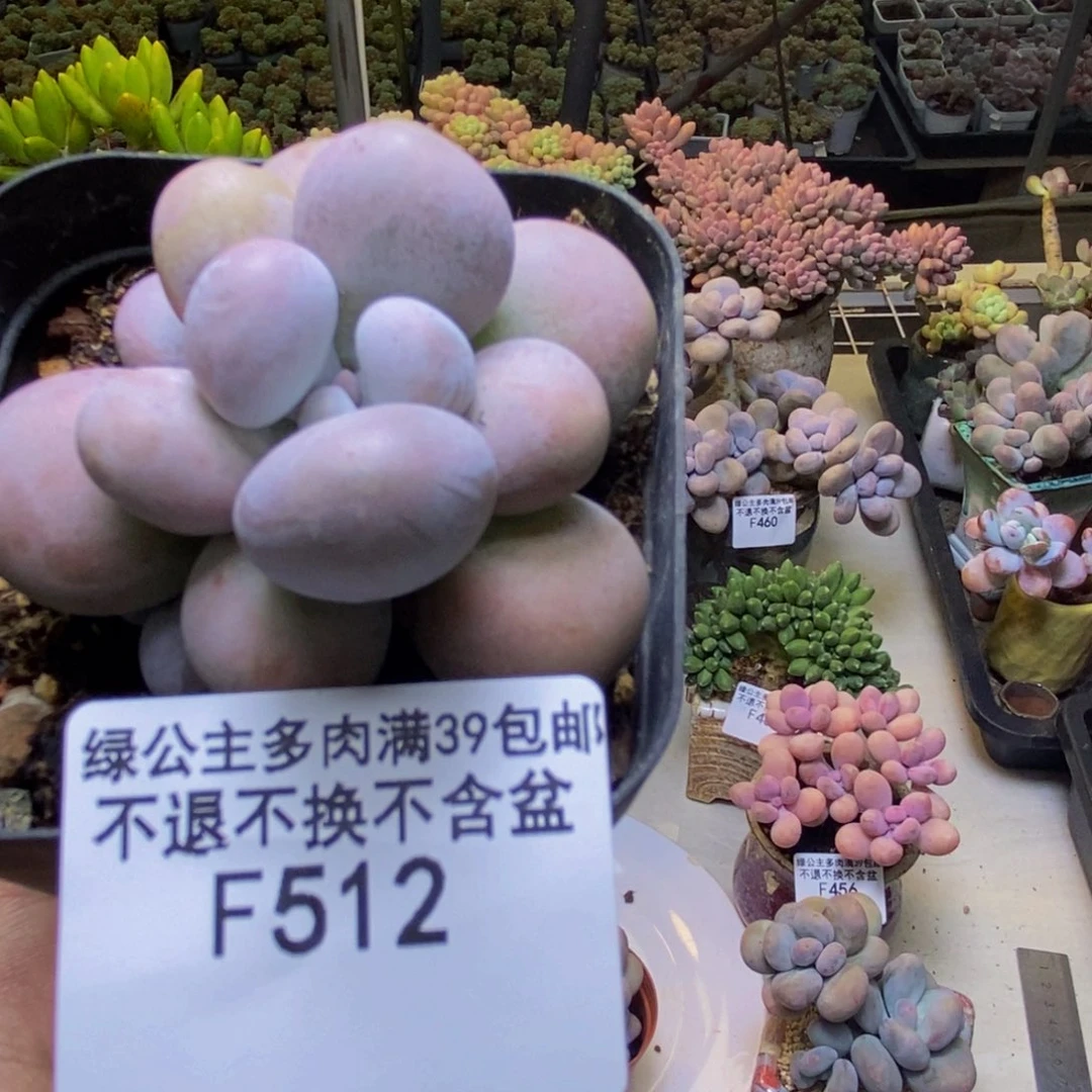 512芭比奶多肉5cm