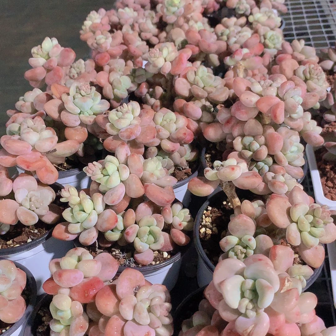 老庄洛神24567889990000