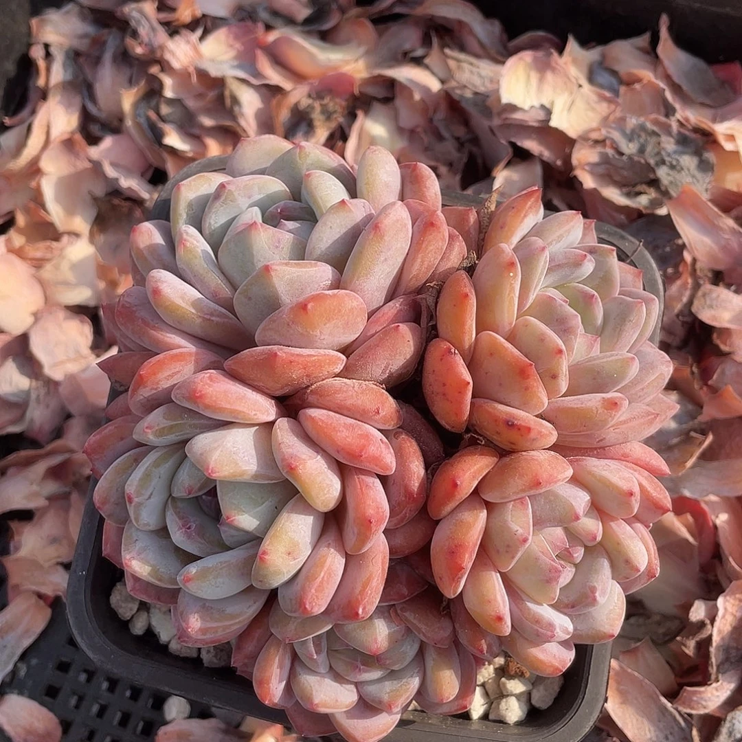 精品优选多肉植物