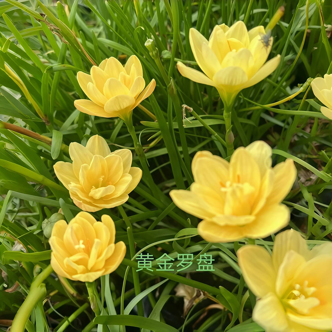 重瓣风雨兰好养花卉四季可种种植植物四季开花客厅种球阳台种子