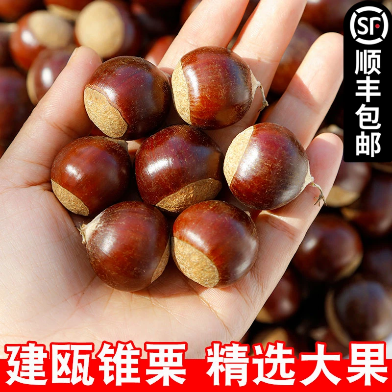 2025年锥栗生新鲜板栗建瓯油栗现摘生栗子尖毛栗子油栗1/2/3/5斤