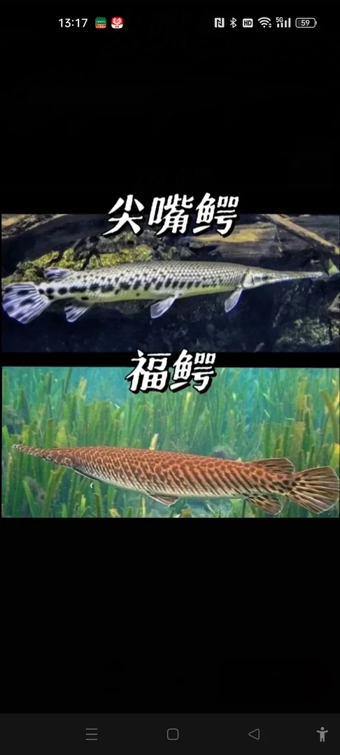 活体宠物大型热带鱼，尖嘴鳄鱼