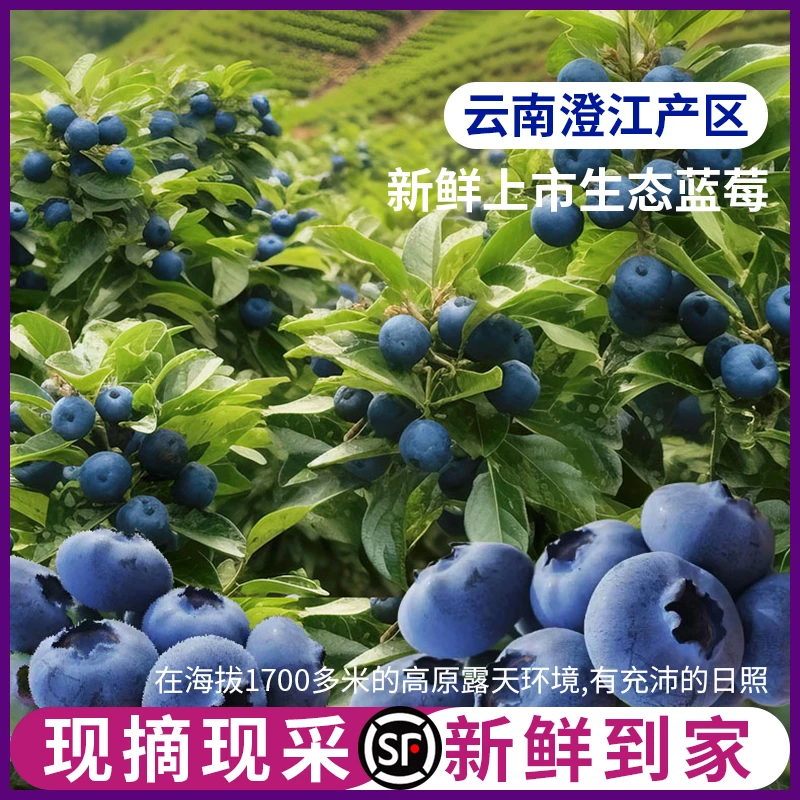 【赠品】抚仙湖花香蓝莓15mm中果（赠品勿拍每日根据采果限量赠送）