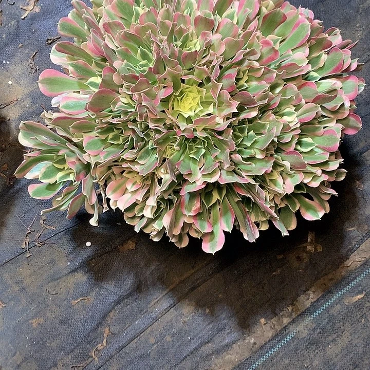 多肉多肉多肉白凤108