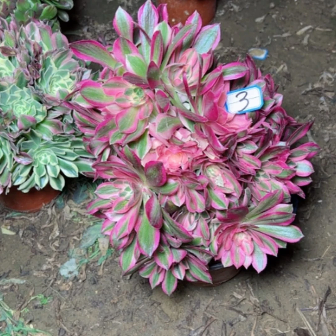 【闪购商品】我****你多肉植物砍过男神3