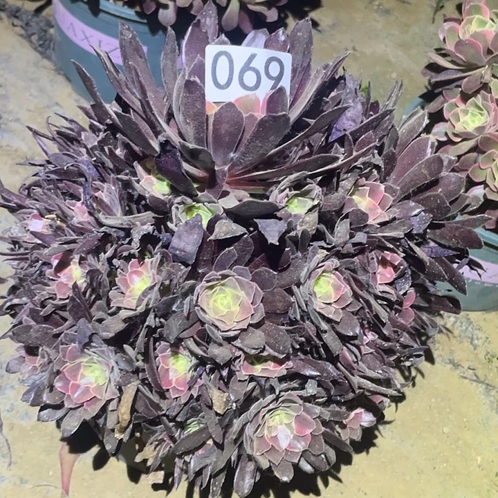 多肉植物法师69蒙娜丽莎