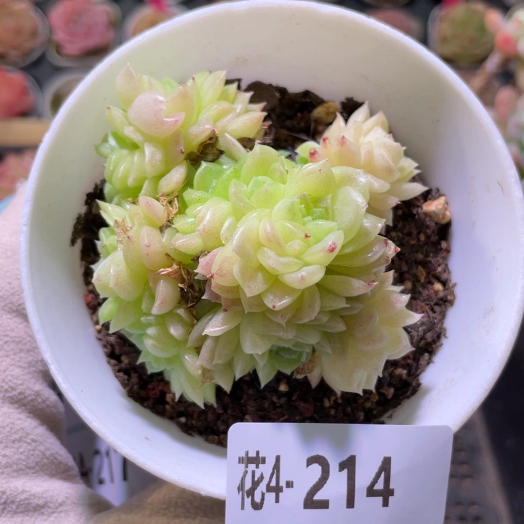 花利美4-214麦秆群