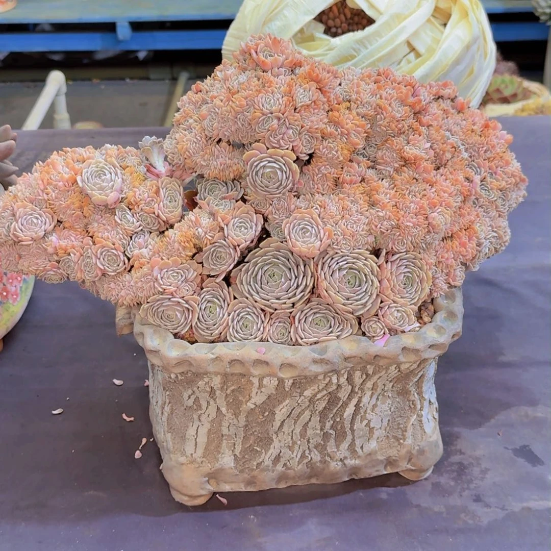 用****2多肉植物的生长发育和