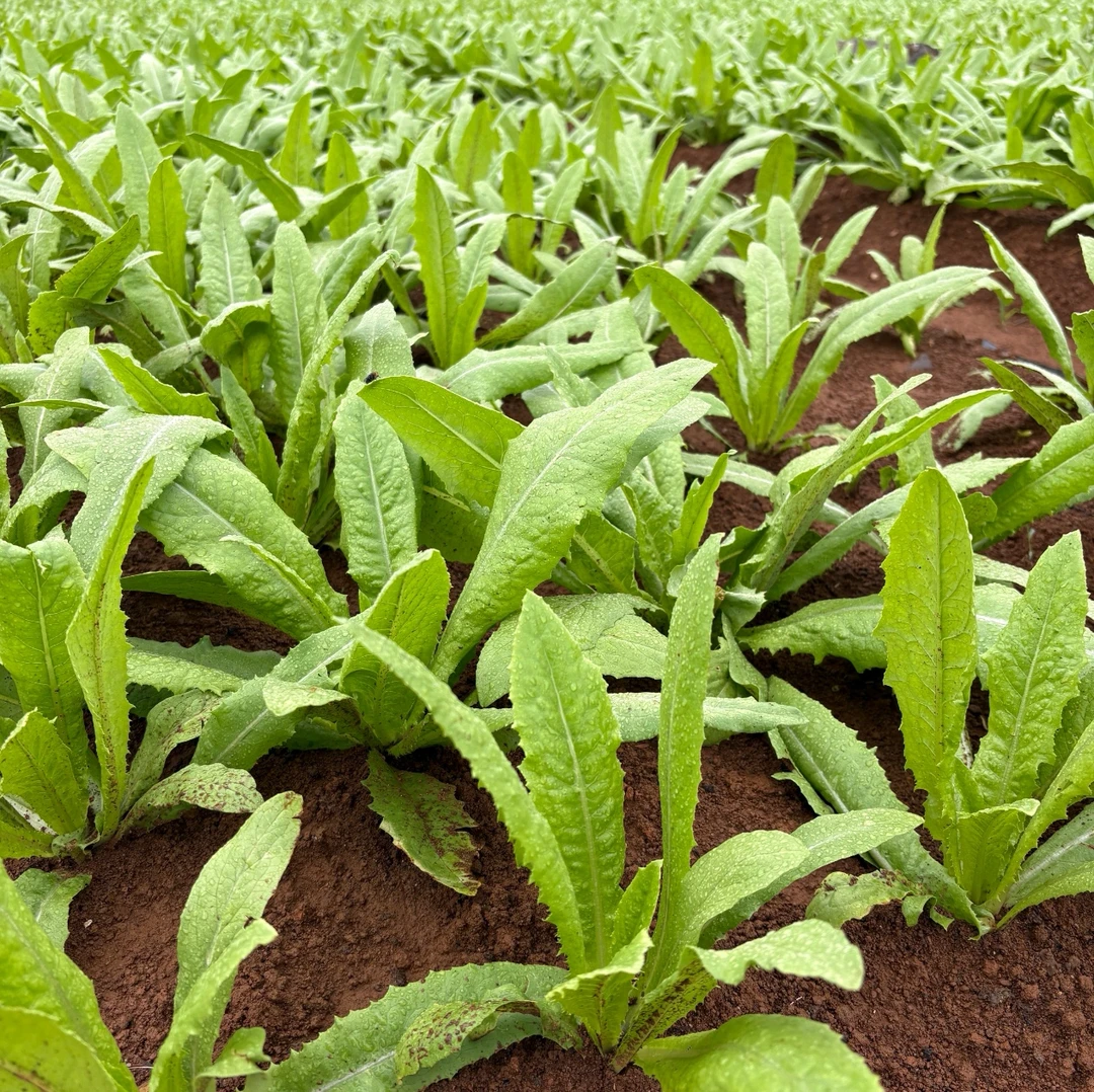 粤北连州农家种植油麦菜苦麦菜