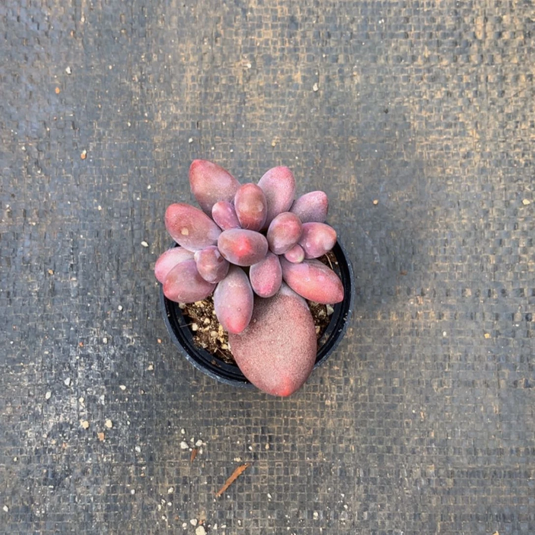 精品糖果美人多肉一物一拍