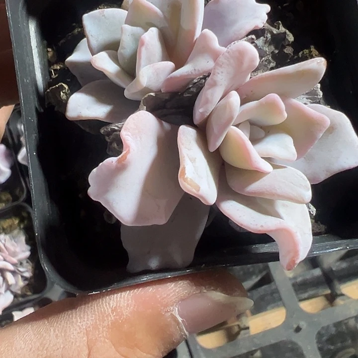 饺子皮精品多肉植物
