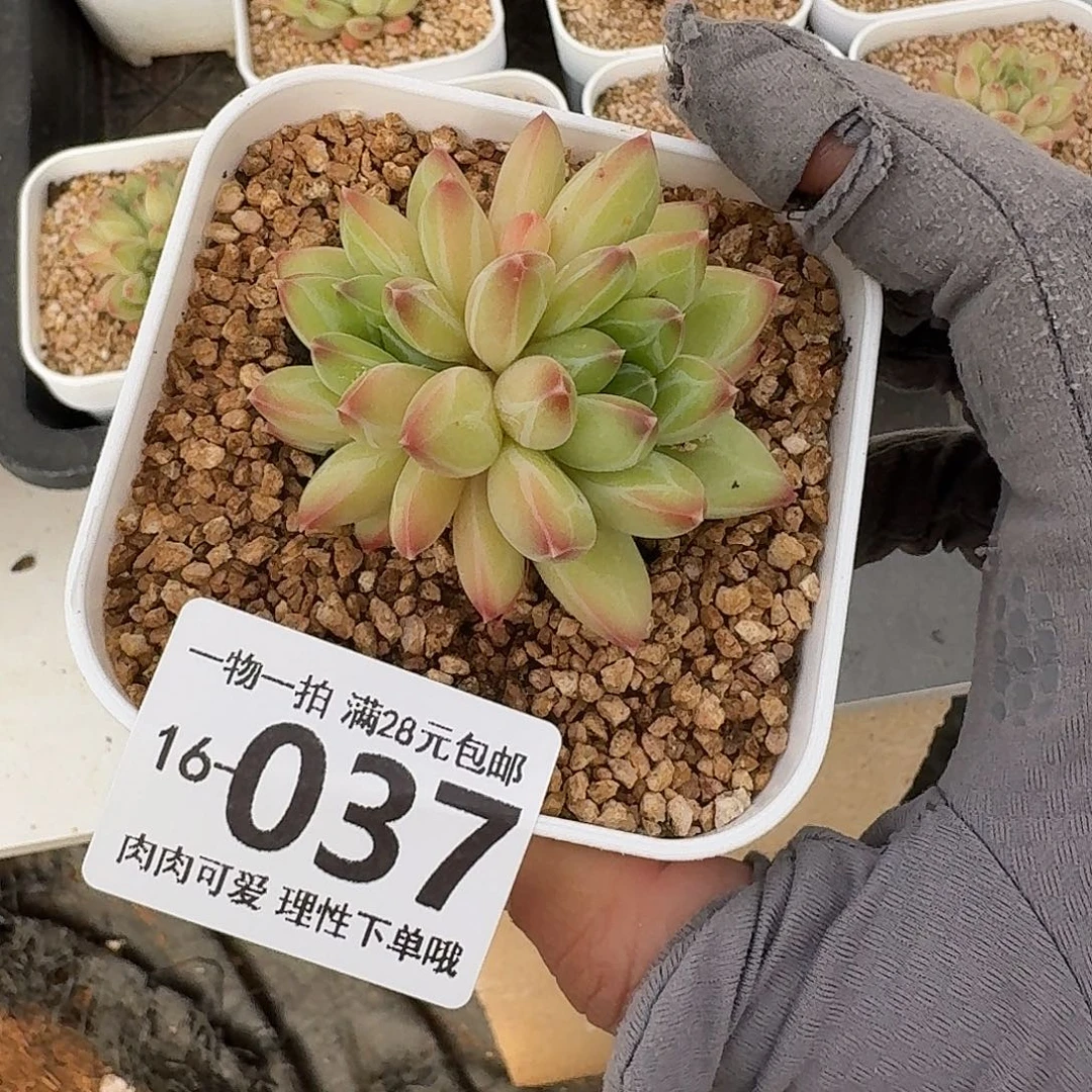 胖体青花瓷无盆土发货无