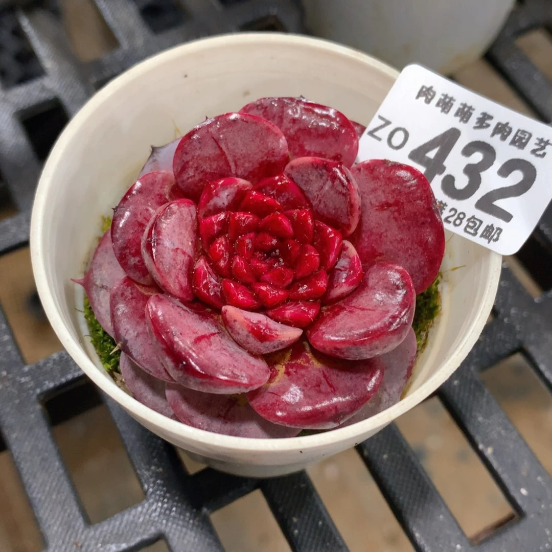 肉萌萌拇指盆精控多肉ZO432