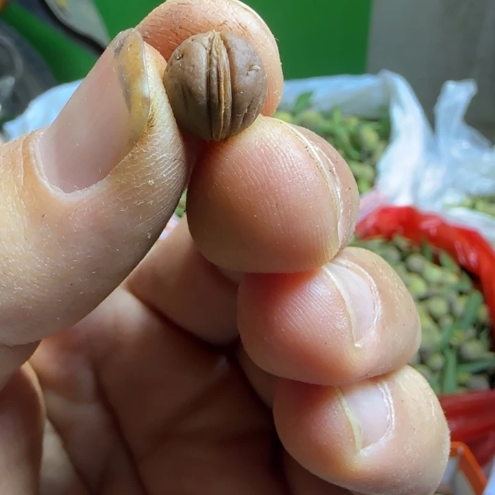 桃核手串0.9到1.0矮壮