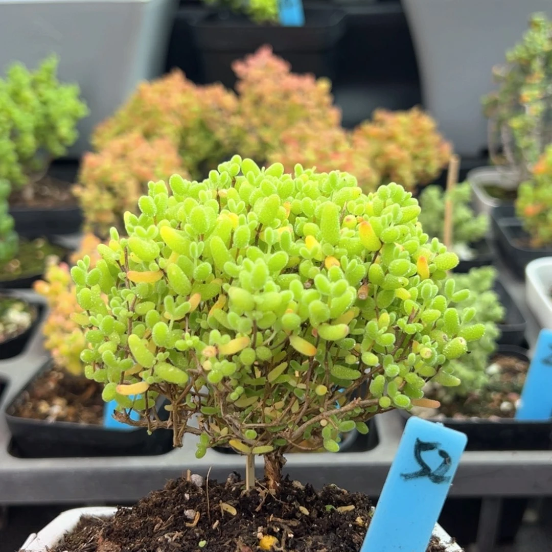 蜜橘糖球蘑菇头52号