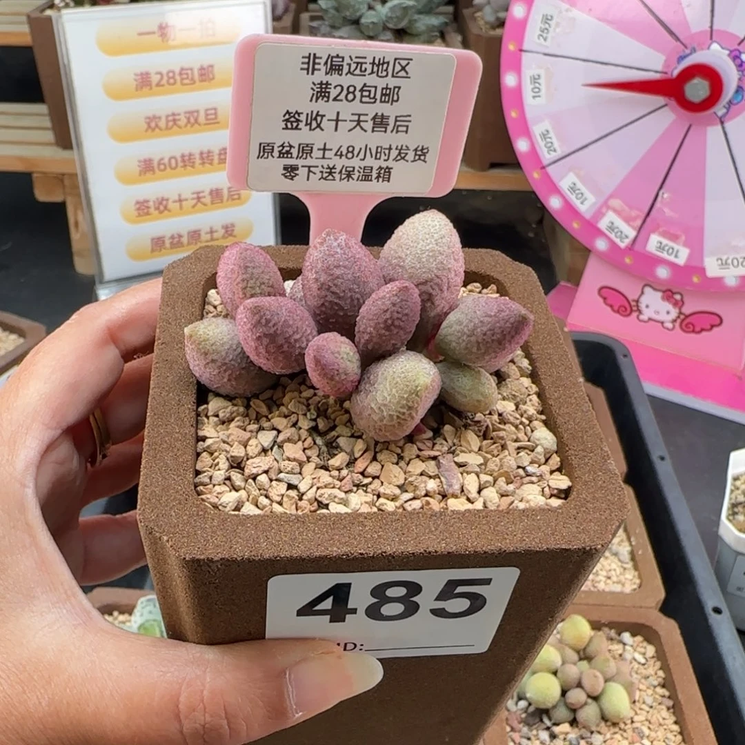 485服部多肉的植物