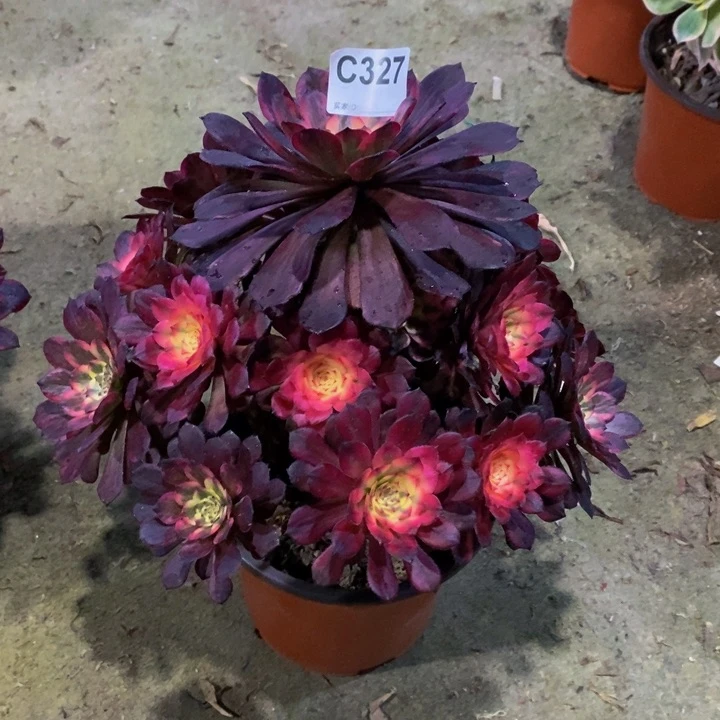 杏*开烟花多肉植物327