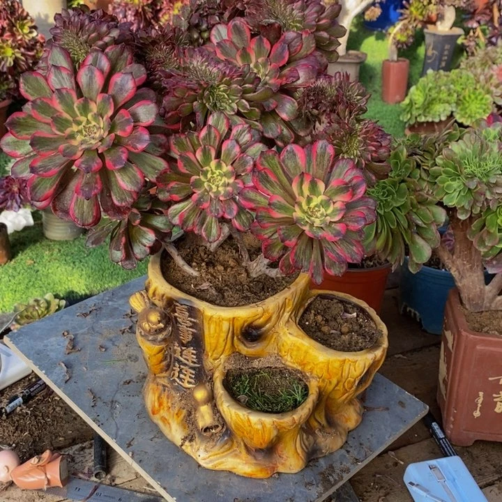 欣****3红金刚缀化多肉，1颗