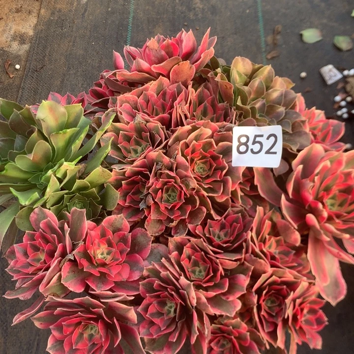 852女妖多多肉植物