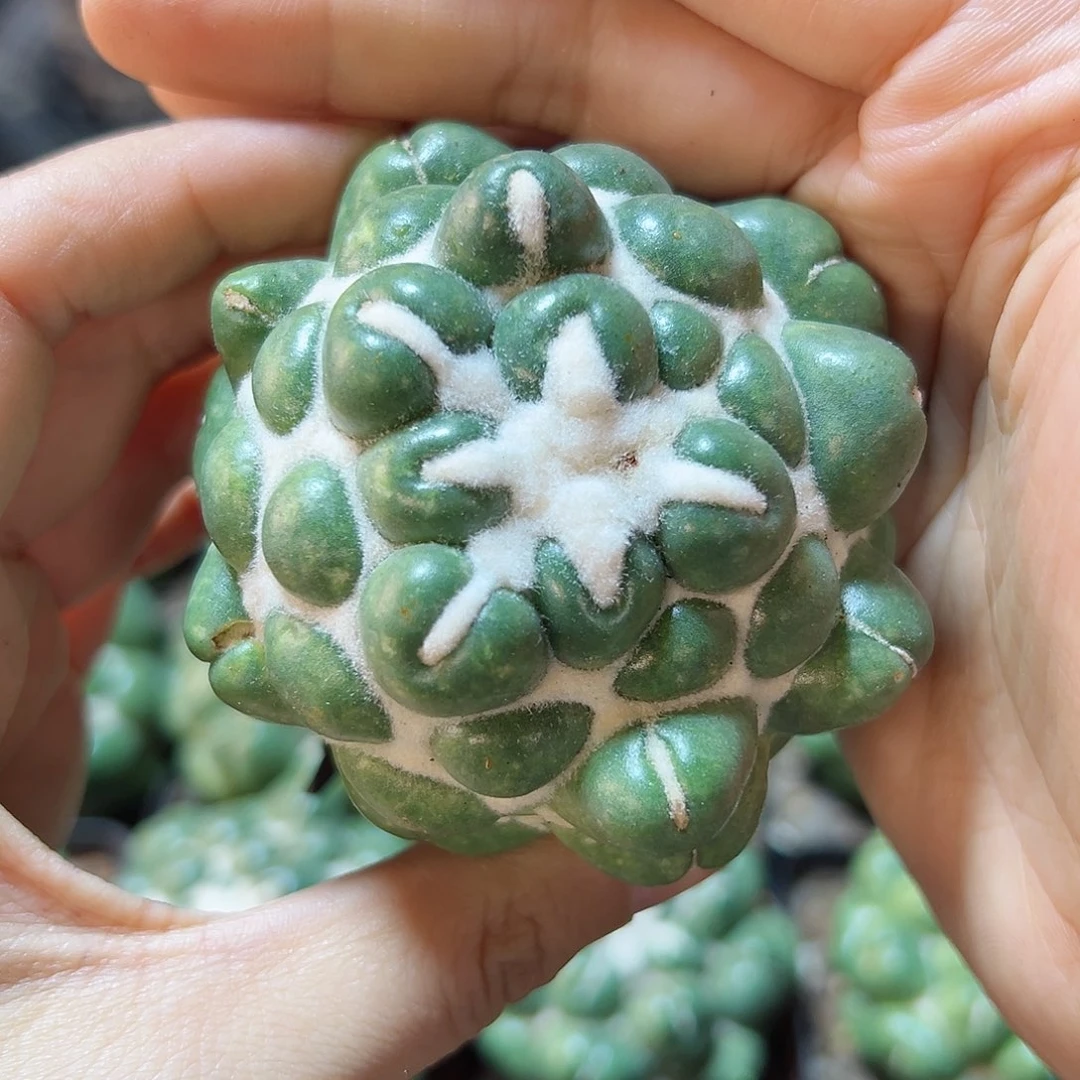 自根无刺象牙丸5.5公分底部老皮